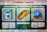 Стенды для кабинета биологии - «globural.ru» - Ступино