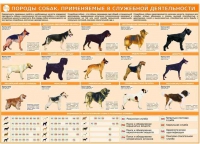 Комплект плакатов "Кинология" - «globural.ru» - Ступино