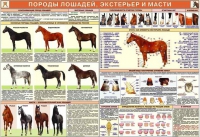 Комплект плакатов "Служебное коневодство" - «globural.ru» - Ступино