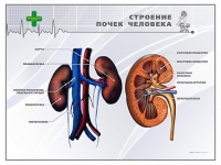 Стенд "Строение почки человека" - «globural.ru» - Ступино