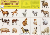 Демонстрационные карточки "Домашние животные" - «globural.ru» - Ступино