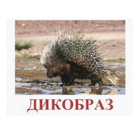 Карточки Домана "Дикие животные-3" - «globural.ru» - Ступино