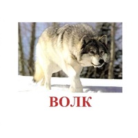 Карточки Домана "Дикие животные-1" - «globural.ru» - Ступино