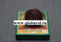 Сухой препарат "Еж морской" - «globural.ru» - Ступино