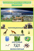 Стенд "Уровни организации живого" - «globural.ru» - Ступино