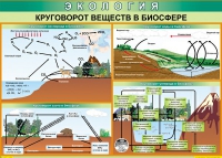 Таблица Круговорот веществ в биосфере 1000*700 винил - «globural.ru» - Ступино