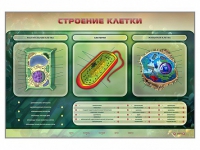 Электрифицированный стенд "Строение клетки" с маркерными полями - «globural.ru» - Ступино