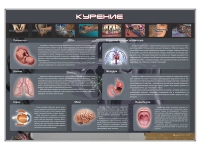 Стенд "Курение" (вариант 1) - «globural.ru» - Ступино