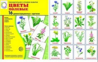 Демонстрационные карточки "Цветы полевые" - «globural.ru» - Ступино
