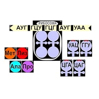 Модель-аппликация "Биосинтез белка" (ламинированная) - «globural.ru» - Ступино