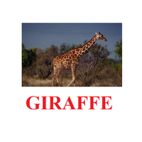 "Wild Animals-1" ("Дикие животные-1") английские карточки Домана - «globural.ru» - Ступино