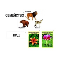 Модель-аппликация "Классификация растений и животных" (ламинированная) - «globural.ru» - Ступино