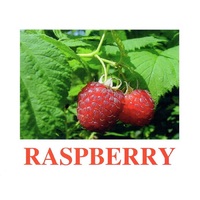 "Berries-1" ("Ягоды-1") английские карточки Домана - «globural.ru» - Ступино