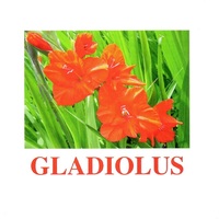 "Flowers-1" ("Цветы-1") английские карточки Домана - «globural.ru» - Ступино
