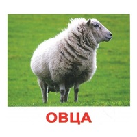 .Карточки Домана "Домашние животные" - «globural.ru» - Ступино