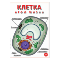 DVD Клетка - "атом жизни" - «globural.ru» - Ступино