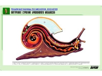 Рельефная таблица "Внутреннее строение брюхоногого моллюска" (формат А1, матовое ламинир.) - «globural.ru» - Ступино