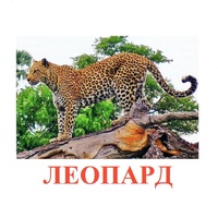 Карточки Домана "Дикие животные-2" - «globural.ru» - Ступино