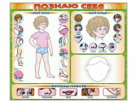 Стенд маркерный "Познаю себя" (тело, голова, органы чувств) - «globural.ru» - Ступино