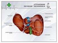 Стенд "Строение печени человека" - «globural.ru» - Ступино