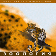 Зоология. (Цифровая база изображений) - «globural.ru» - Ступино