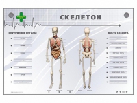 Электрифицированный стенд-тренажер "Скелетон" - «globural.ru» - Ступино