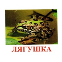 Карточки Домана "Амфибии и рептилии" - «globural.ru» - Ступино