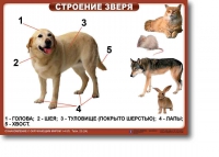 Ознакомление с окружающим миром. 1-4 класс. Комплект таблиц. Наглядные пособия для начальной школы, учебные пособия - «globural.ru» - Ступино