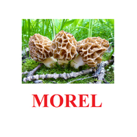 "Mushrooms" ("Грибы") английские карточки Домана - «globural.ru» - Ступино