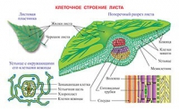 Плакаты и таблицы по биологии - «globural.ru» - Ступино