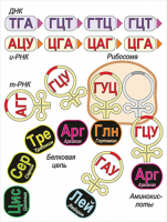 Модель-аппликация Биосинтез белка - «globural.ru» - Ступино