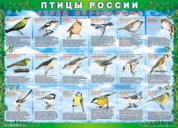 Таблица Птицы России из  4 листов в комплекте 1000*1400 винил	 - «globural.ru» - Ступино