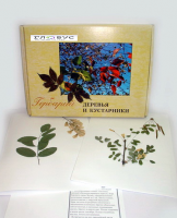 Гербарий Деревья и кустарники (20 видов) - «globural.ru» - Ступино
