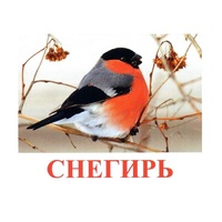 Карточки Домана "Птицы-1" - «globural.ru» - Ступино
