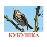 Карточки Домана "Птицы-3" - «globural.ru» - Ступино