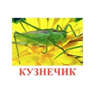 Карточки Домана "Насекомые" - «globural.ru» - Ступино