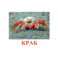 Карточки Домана "Подводный мир" - «globural.ru» - Ступино