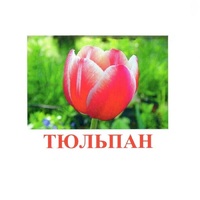 Карточки Домана "Цветы-1" - «globural.ru» - Ступино