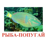 Карточки Домана "Рыбы" - «globural.ru» - Ступино