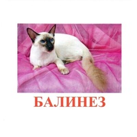 Карточки Домана "Породы кошек" - «globural.ru» - Ступино