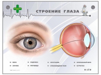 Интерактивный стенд "Строение глаза" - «globural.ru» - Ступино