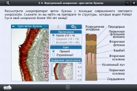 Интерактивные курсы. Биология 5 класс. Расширенный - «globural.ru» - Ступино