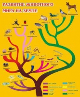 Стенд "Развитие животного мира на земле" - «globural.ru» - Ступино