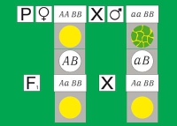 Модель-аппликация Дигибридное скрещивание. Законы Менделя. (набор из 84 карт) - «globural.ru» - Ступино