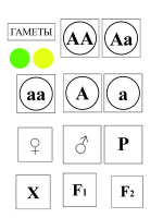 Модель-аппликация Моногибридное скрещивание и его цитологические основы - «globural.ru» - Ступино