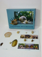 Коллекция "Раковины моллюсков" (вариант 2) - «globural.ru» - Ступино