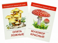 Раздаточные карточки "Грибы съедобные и не съедобные" - «globural.ru» - Ступино