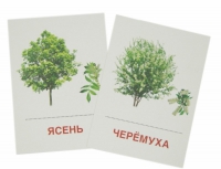 Раздаточные карточки "Деревья и кустарники" - «globural.ru» - Ступино