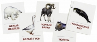 Раздаточные карточки "Животные холодных широт" - «globural.ru» - Ступино
