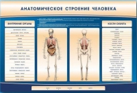 Электрифицированный стенд-тренажер c макетом скелета "Анатомическое строение человека" - «globural.ru» - Ступино